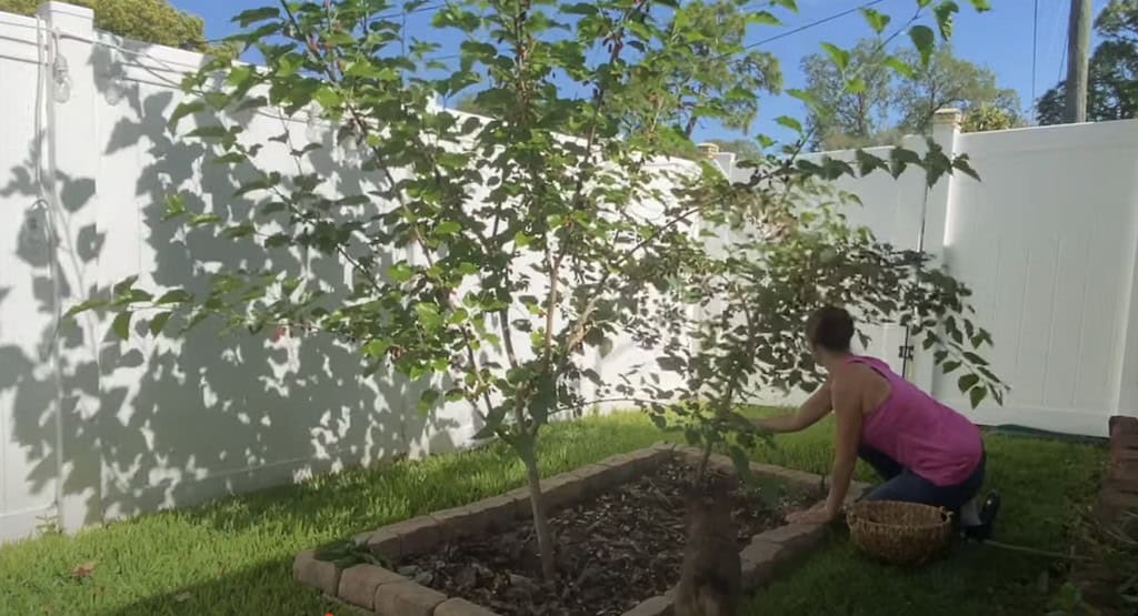 Harvesting Mulberry Trees